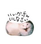 はりやさん人間年齢28歳（個別スタンプ：3）
