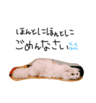 はりやさん人間年齢28歳（個別スタンプ：5）