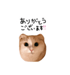 はりやさん人間年齢28歳（個別スタンプ：6）
