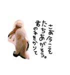 はりやさん人間年齢28歳（個別スタンプ：8）