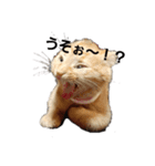 秋山家にゃんず（個別スタンプ：1）