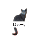 秋山家にゃんず（個別スタンプ：3）
