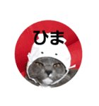秋山家にゃんず（個別スタンプ：4）
