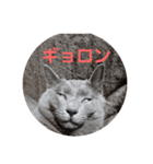 秋山家にゃんず（個別スタンプ：7）
