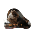 コタローくんの1日（個別スタンプ：2）