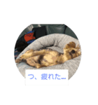 コタローくんの1日（個別スタンプ：3）