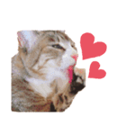 小野さんちのねこちゃんたち（個別スタンプ：1）