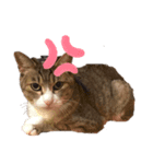 小野さんちのねこちゃんたち（個別スタンプ：2）