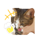 小野さんちのねこちゃんたち（個別スタンプ：4）