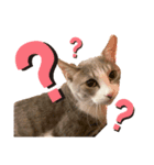 小野さんちのねこちゃんたち（個別スタンプ：5）