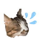 小野さんちのねこちゃんたち（個別スタンプ：6）