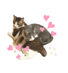 小野さんちのねこちゃんたち（個別スタンプ：7）