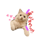 子猫のライぼうや♪（個別スタンプ：2）