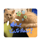 子猫のライぼうや♪（個別スタンプ：4）