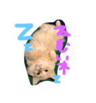 子猫のライぼうや♪（個別スタンプ：5）