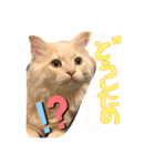 子猫のライぼうや♪（個別スタンプ：8）