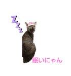 愉快な動物runa（個別スタンプ：3）
