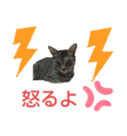 愉快な動物runa（個別スタンプ：8）