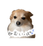 ぽっぽぽぽ（個別スタンプ：1）