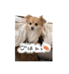 ぽっぽぽぽ（個別スタンプ：2）