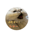 不機嫌ネコそらちゃん其の3（個別スタンプ：1）