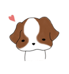 シーズーのりんすけ（個別スタンプ：1）