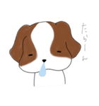 シーズーのりんすけ（個別スタンプ：37）