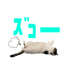 ワカメ②（個別スタンプ：1）