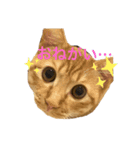茶トラ猫めるたんのスタンプ（個別スタンプ：4）