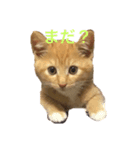 茶トラ猫めるたんのスタンプ（個別スタンプ：5）