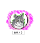 動物たちからの あいさつシリーズ（個別スタンプ：7）