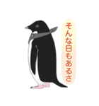 南極ペンギンカラーズスタンプ（個別スタンプ：23）