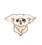 いとしチワワ（個別スタンプ：5）