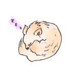 いとしチワワ（個別スタンプ：8）
