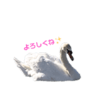 白鳥スタンプ（個別スタンプ：1）