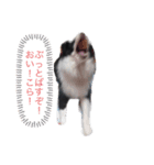 もふもふかねっと（個別スタンプ：7）