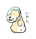 エリザベスカラーわんこ2（個別スタンプ：2）