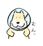 エリザベスカラーわんこ2（個別スタンプ：4）