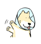 エリザベスカラーわんこ2（個別スタンプ：16）