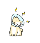 エリザベスカラーわんこ2（個別スタンプ：34）