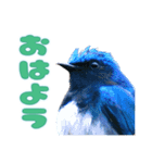 都市公園の野鳥 (バージョン 1)（個別スタンプ：1）