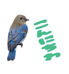 都市公園の野鳥 (バージョン 1)（個別スタンプ：2）