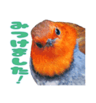 都市公園の野鳥 (バージョン 1)（個別スタンプ：9）