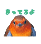 都市公園の野鳥 (バージョン 1)（個別スタンプ：10）