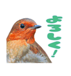 都市公園の野鳥 (バージョン 1)（個別スタンプ：11）