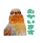 都市公園の野鳥 (バージョン 1)（個別スタンプ：12）