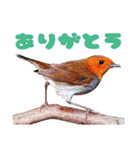 都市公園の野鳥 (バージョン 1)（個別スタンプ：13）
