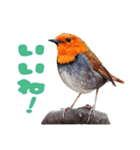 都市公園の野鳥 (バージョン 1)（個別スタンプ：14）