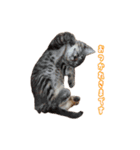 うちの自慢の猫たちver1.00（個別スタンプ：1）