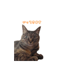 うちの自慢の猫たちver1.00（個別スタンプ：3）